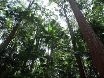 Tropical rain forest II